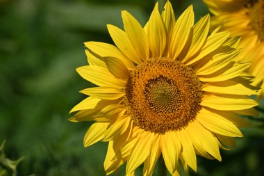 Büyük çiçek açan güzel bir tarla.