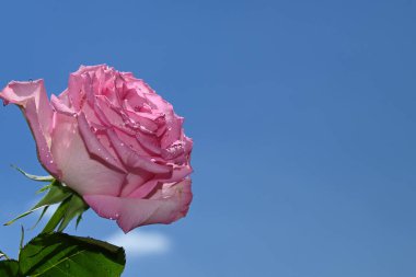 Koyu arkaplanda güzel çiçekler, yaz konsepti, yakın manzara  