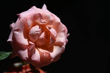 Siyah arkaplanda pembe gül.