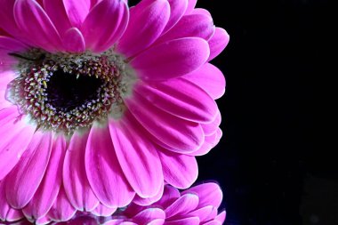 Koyu arkaplanda güzel çiçekler, yaz konsepti, yakın manzara  