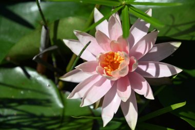 Güzel çiçek açan nilüfer çiçekleri yaz günü gölette büyür. 