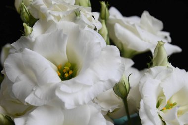 Koyu arkaplanda güzel çiçekler, yaz konsepti, yakın manzara  