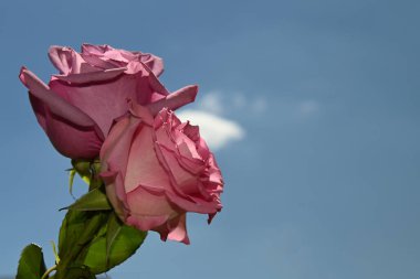 Mavi arkaplanda pembe güller