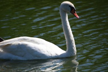 Gölde güzel beyaz kuğu