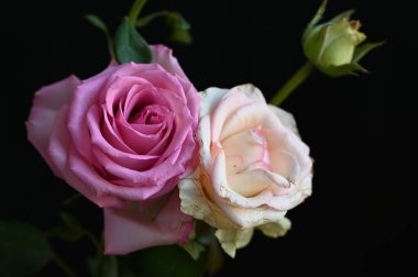 Koyu arkaplanda güzel çiçekler, yaz konsepti, yakın manzara  