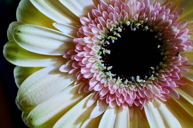 Güzel Gerbera koyu arkaplan, yaz konsepti, yakın görüş  