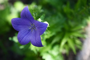 Güneşli yaz gününde bahçede yetişen güzel çiçekler. 