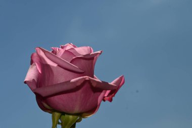 Mavi arkaplanda pembe güller