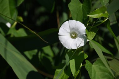 Güneşli yaz gününde bahçede yetişen güzel çiçekler. 