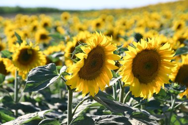 Büyük çiçek açan güzel bir tarla.