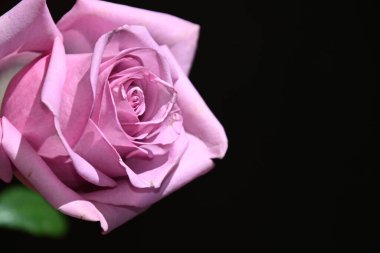 Koyu arkaplanda güzel çiçekler, yaz konsepti, yakın manzara  