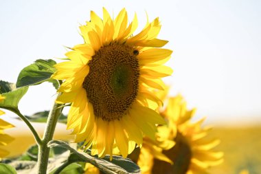 Büyük çiçek açan güzel bir tarla.