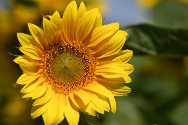 Büyük çiçek açan güzel bir tarla.