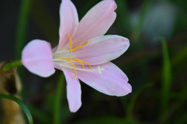 Güneşli yaz gününde bahçede yetişen güzel çiçekler. 