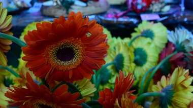 Koyu arkaplanda güzel Gerbera çiçekleri, yaz konsepti, yakın görüş.  