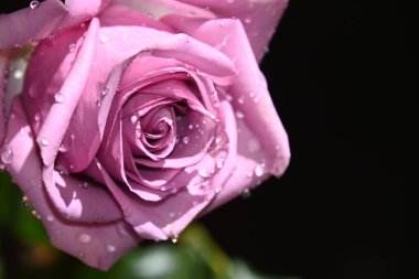 Koyu arkaplanda güzel bir gül, yaz konsepti, yakın görüş  