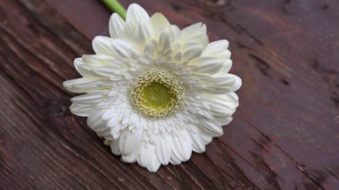 Gerbera çiçekleri ahşap masada.