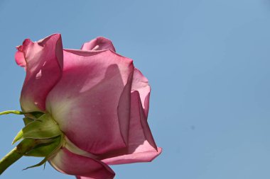 Mavi arkaplanda pembe güller