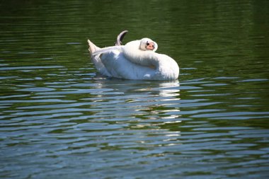 Gölde güzel beyaz kuğu
