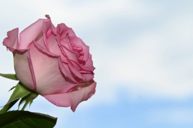 Mavi arkaplanda pembe güller