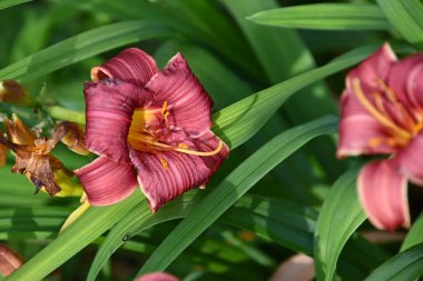 Güneşli yaz gününde bahçede yetişen güzel çiçekler. 
