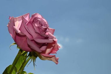 Mavi arkaplanda pembe güller