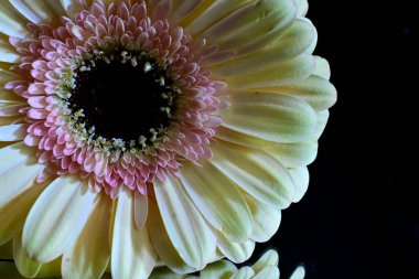 Gerbera çiçekleri siyah arkaplanda