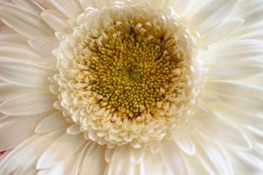 Karanlık arka planda güzel Gerbera çiçeği, yaz konsepti, yakın görüş  