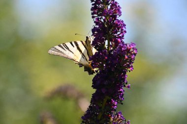 Açık havada yetişen güzel çiçekler, yaz konsepti, yakın manzara.  