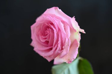 Koyu arkaplanda güzel çiçekler, yaz konsepti, yakın manzara  