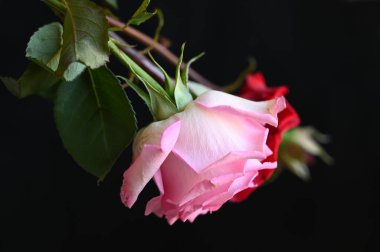 Koyu arkaplanda güzel çiçekler, yaz konsepti, yakın manzara  