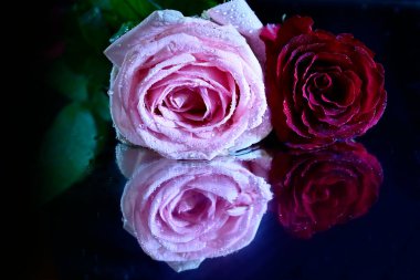 Koyu arkaplanda güzel çiçekler, yaz konsepti, yakın manzara  