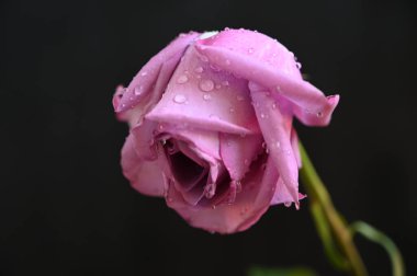 Koyu arkaplanda güzel çiçekler, yaz konsepti, yakın manzara  