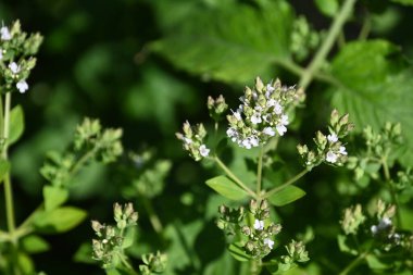 Güneşli yaz gününde bahçede yetişen güzel çiçekler. 