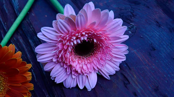 Gerbera Flores Mesa Madeira — Fotografia de Stock