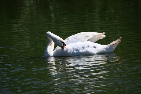 Hermosos Cisnes Blancos Lago —  Fotos de Stock