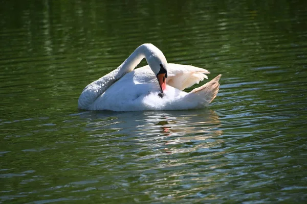 Belos Cisnes Brancos Lago — Fotografia de Stock