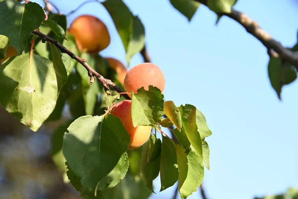 Boom Met Rijpe Abrikozen Groeiend Buiten Zomerconcept Dichtbij Uitzicht — Stockfoto