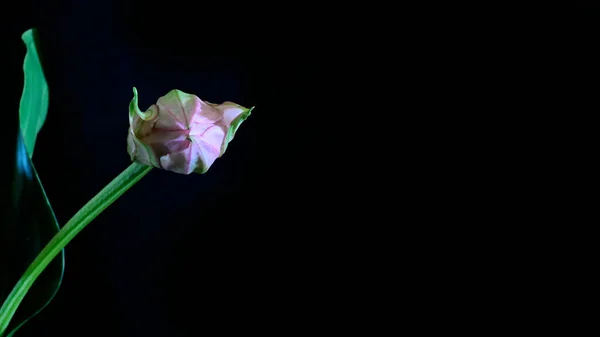 Belles Fleurs Sur Fond Sombre Concept Été Vue Rapprochée — Photo