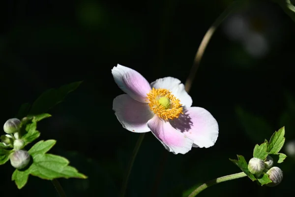 Schöne Blume Wächst Freien Sommerkonzept Nahsicht — Stockfoto