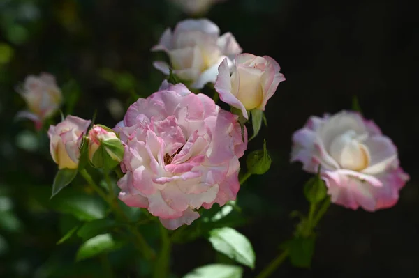 Belles Fleurs Poussant Dans Jardin Journée Ensoleillée Été — Photo