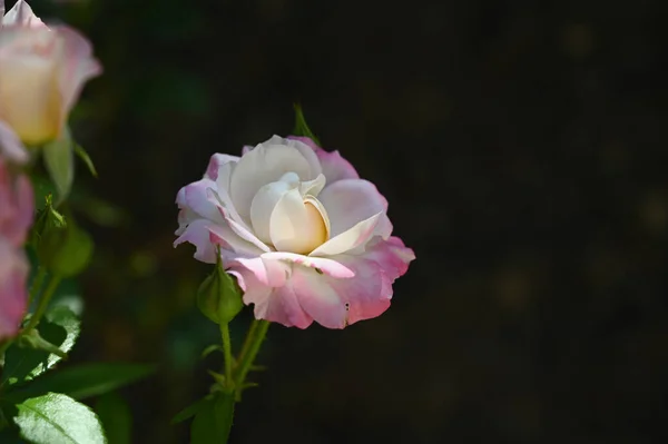 Hermosas Flores Sobre Fondo Oscuro Concepto Verano Vista Cercana —  Fotos de Stock