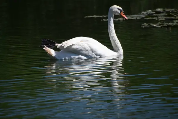 Bellissimo Cigno Bianco Nel Lago — Foto Stock