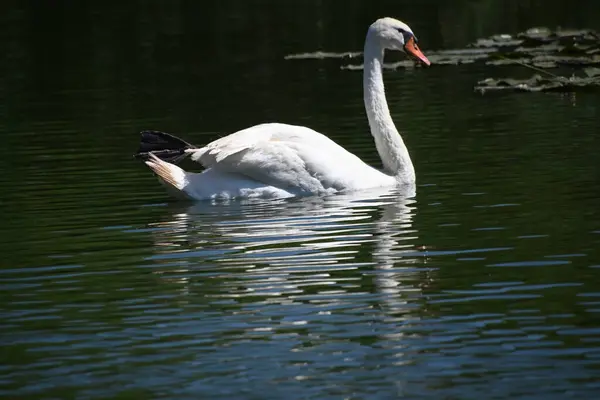 Krásná Bílá Labuť Jezeře — Stock fotografie