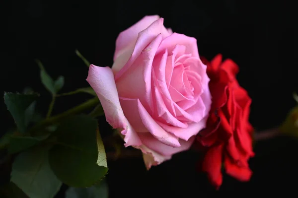 Hermosas Flores Sobre Fondo Oscuro Concepto Verano Vista Cercana — Foto de Stock