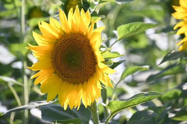 Picturesque View Beautiful Sunflowers Growing Meadow Summer Sunny Day — Stock Photo, Image