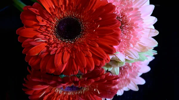 Schöne Blumen Auf Dunklem Hintergrund Sommerkonzept Nahsicht — Stockfoto