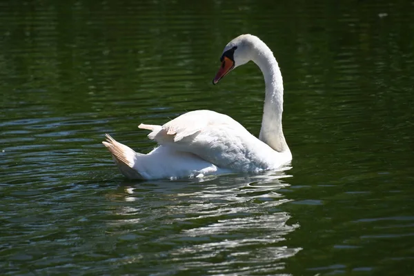Belos Cisnes Brancos Lago — Fotografia de Stock