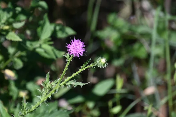 Mooie Bloemen Groeien Tuin Zomer Zonnige Dag — Stockfoto