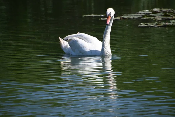 Hermoso Cisne Blanco Lago —  Fotos de Stock